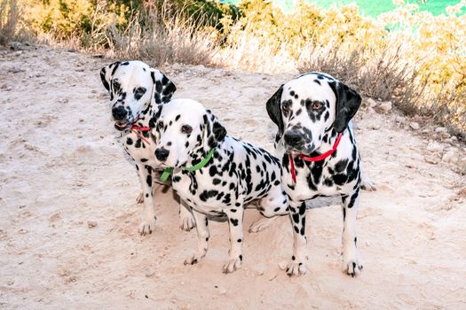 Three obedient Dalmatian dogs sit on the background of the azure sea and look at their owner. Two dogs in red collars, one in green. Concept of holidays and trips to the sea with Pets.