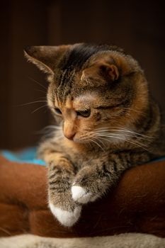 Domestic multi-breed cat. Orange-red female cat sits politely on her lair and looks down. Brown dark background very fuzzy.