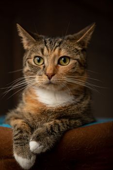 A domestic orange-red pet sits comfortably on its bed. Large cat whiskers. Brown dark background very fuzzy.