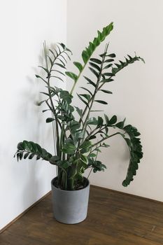Medium concrete pot with green leaves on wooden floor - home plant