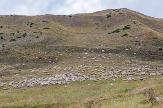 A herd of sheep is grazing in the Caucasus mountains