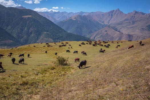 A herd of cows grazes in the meadows of the Caucasus Mountains