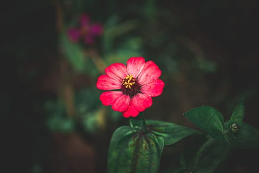 Red Common zinnia, elegant zinnia, selective focus, blur background, flower in the garden, flower in dark background