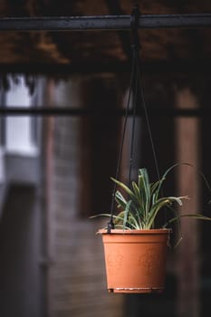 cactus in flower pot, selective focus, blur background, flower in the garden