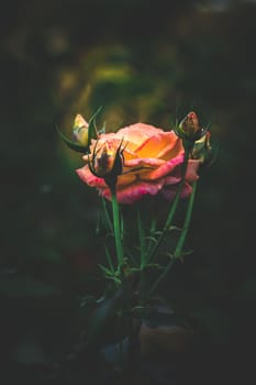 Garden rose, Yellow rose, Rose in the garden, selective focus, blur background
