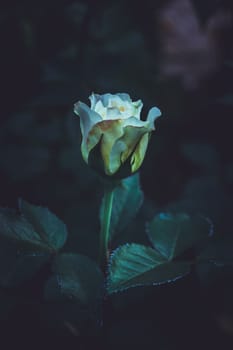 Garden rose, White rose, Rose in the garden, selective focus, blur background