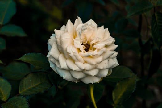 White rose in dark background, White rose of york, selective focus, blur background