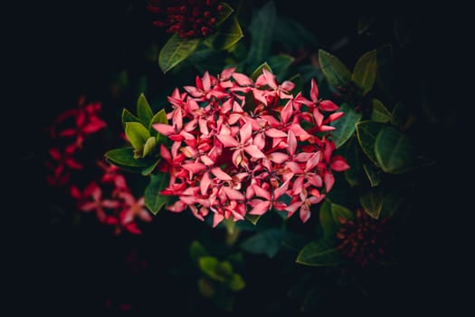 Chinese ixora, Ixora chinensis, West Indian Jasmine flower, selective focus, blur background