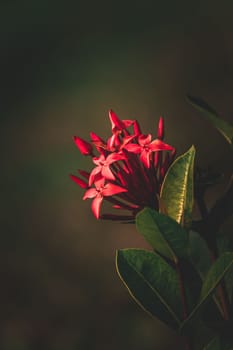 Jungle geranium, Ixora coccinea, West Indian Jasmine flower in the garden, selective focus, blur background