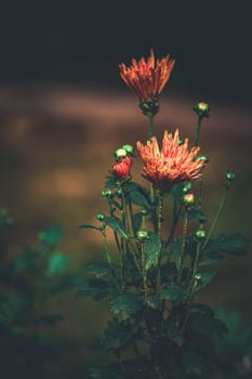 Coimbatore flower, bangladeshi garden flower, selective focus, blur background