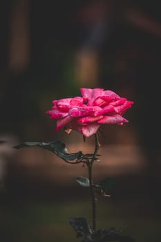 Garden rose, pink red rose, Rose in the garden, selective focus, blur background