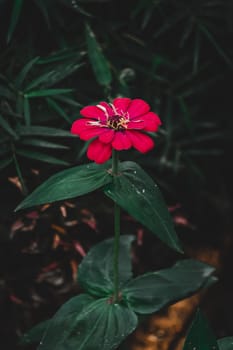 Red Common zinnia, elegant zinnia, selective focus, blur background, flower in the garden, flower in dark background