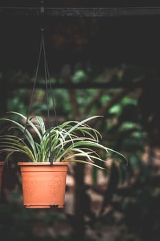 cactus in flower pot, selective focus, blur background, flower in the garden