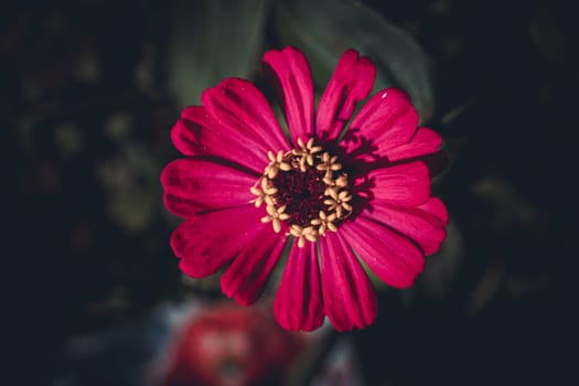 Pink Zinnia flower, Zinnia plant in the garden, selective focus, blur background