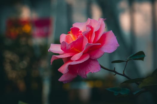 Garden rose, Yellow rose, Rose in the garden, selective focus, blur background