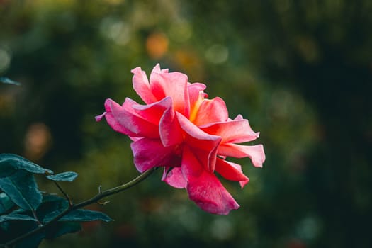 Garden rose, pink red rose, Rose in the garden, selective focus, blur background