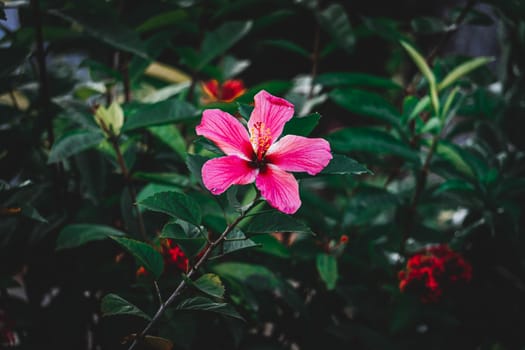 hibiscus rose, China rose, Hawaiian hibiscus, rose mallow and, selective focus, blur background, flower in the garden