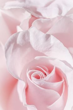 Pale pink white rose flower. Macro flowers background for holiday brand design