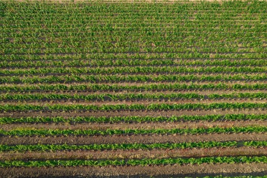 Aerial photographic shot of a field planted with vines in the summer season