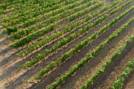 Aerial photographic shot of a field planted with vines in the summer season