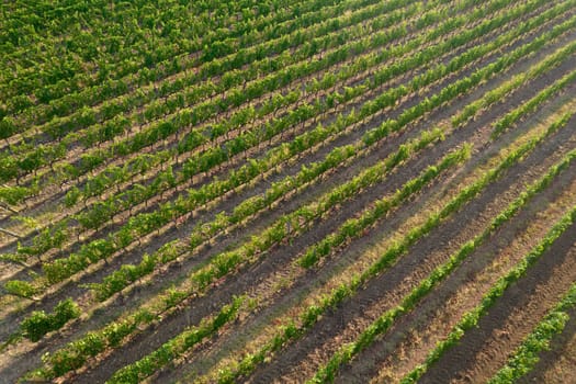 Aerial photographic shot of a field planted with vines in the summer season