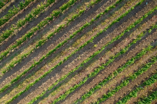 Aerial photographic shot of a field planted with vines in the summer season