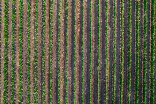 Aerial photographic shot of a field planted with vines in the summer season