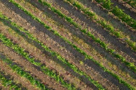 Aerial photographic shot of a field planted with vines in the summer season