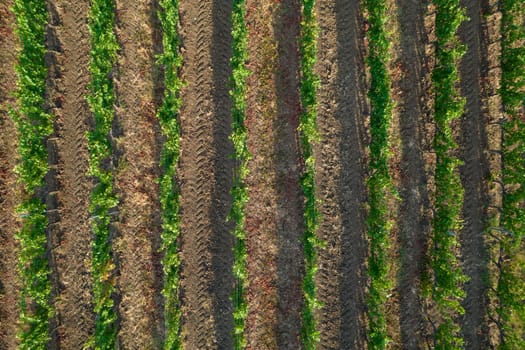 Aerial photographic shot of a field planted with vines in the summer season