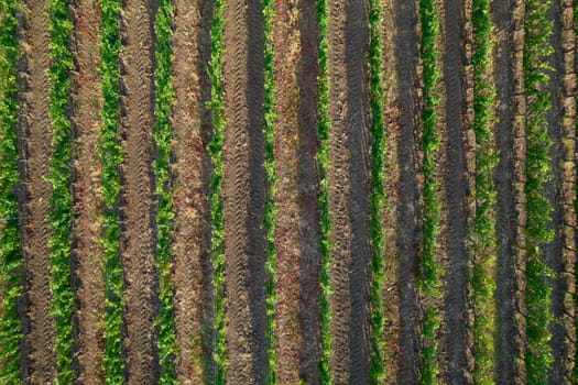 Aerial photographic shot of a field planted with vines in the summer season