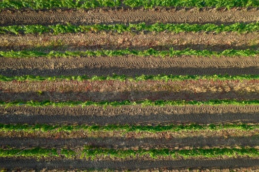 Aerial photographic shot of a field planted with vines in the summer season