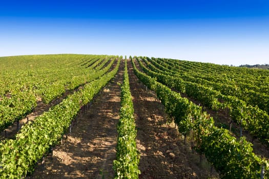 Aerial photographic documentation of the rows of a vineyard in full ripeness in the summer season 