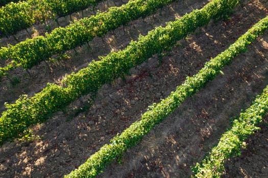 Aerial photographic documentation of the rows of a vineyard in full ripeness in the summer season 