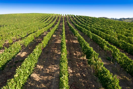 Aerial photographic documentation of the rows of a vineyard in full ripeness in the summer season 