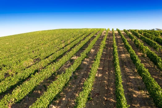 Aerial photographic documentation of the rows of a vineyard in full ripeness in the summer season 