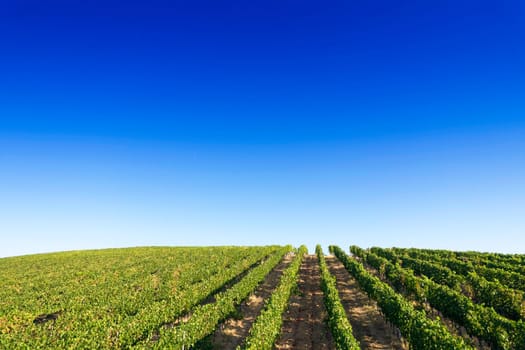 Aerial photographic documentation of the rows of a vineyard in full ripeness in the summer season 