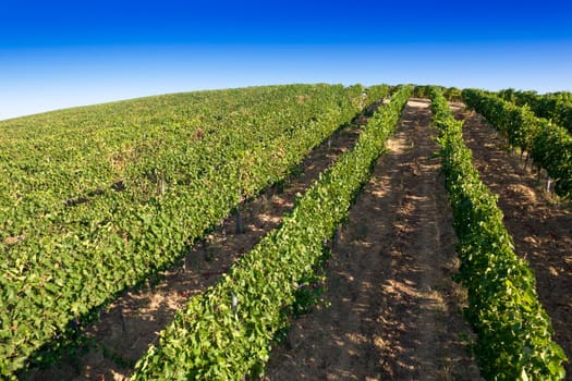 Aerial photographic documentation of the rows of a vineyard in full ripeness in the summer season 