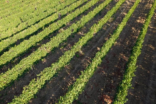 Aerial photographic documentation of the rows of a vineyard in full ripeness in the summer season 