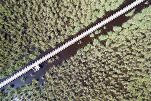 Aerial view of the pedestrian walkway inside the park of Massaciuccoli Italy 