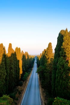 Aerial shot of the ancient and famous avenue of cypresses that from San Vito leads to the city of Bolgheri Tuscany Italy 