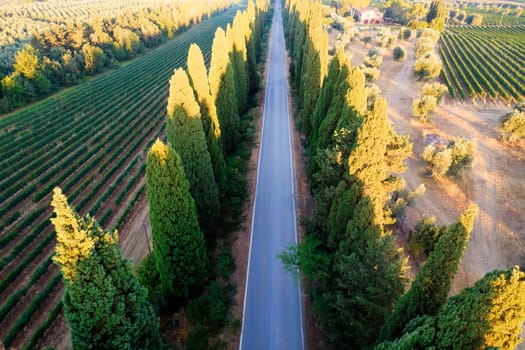 Aerial shot of the ancient and famous avenue of cypresses that from San Vito leads to the city of Bolgheri Tuscany Italy 