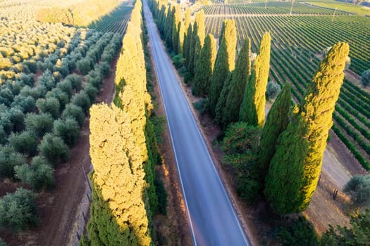 Aerial shot of the ancient and famous avenue of cypresses that from San Vito leads to the city of Bolgheri Tuscany Italy 