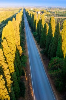 Aerial shot of the ancient and famous avenue of cypresses that from San Vito leads to the city of Bolgheri Tuscany Italy 