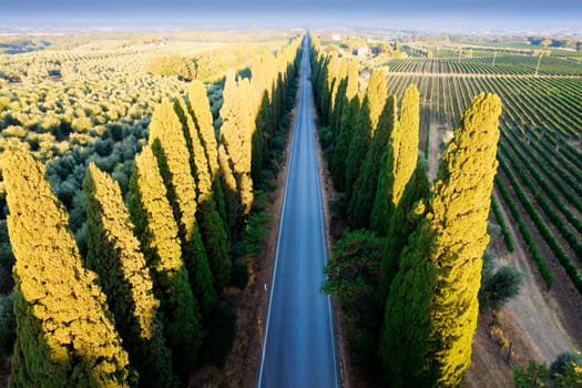 Aerial shot of the ancient and famous avenue of cypresses that from San Vito leads to the city of Bolgheri Tuscany Italy 