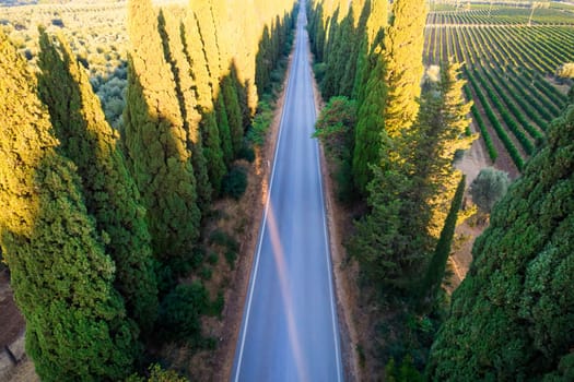 Aerial shot of the ancient and famous avenue of cypresses that from San Vito leads to the city of Bolgheri Tuscany Italy 