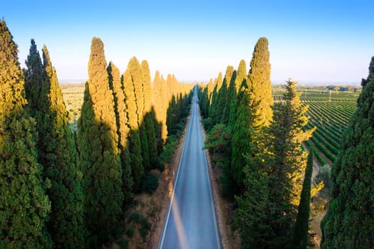 Aerial shot of the ancient and famous avenue of cypresses that from San Vito leads to the city of Bolgheri Tuscany Italy 