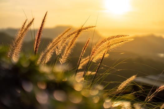 Orange light from the sun That shine through the fibers of the grass flowers. The foreground has a bokeh of green leaves.