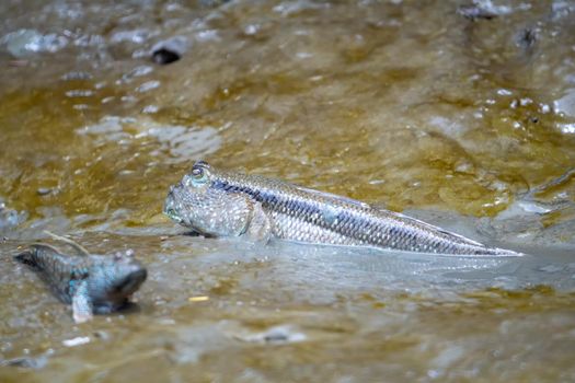 Periophthalmus or Boleophthalmus boddart are living on the wetlands of the mangrove forest.