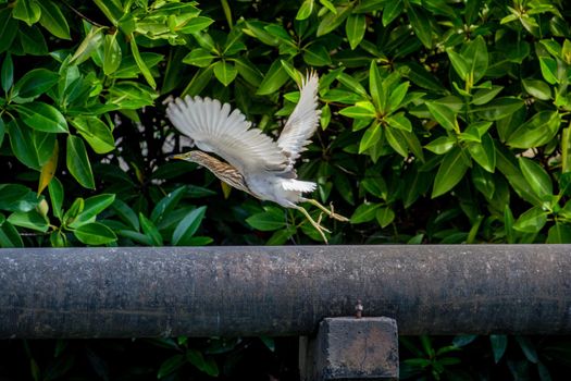 The Chinese Pond Heron bird is flying. On a light green tree background