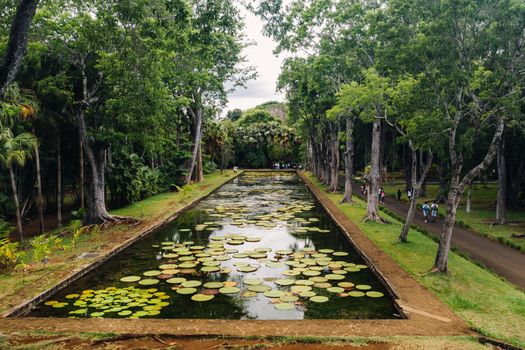 Botanical garden on the Paradise island of Mauritius. Beautiful pond with lilies. An island in the Indian ocean.